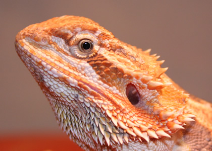 Luckyreptile