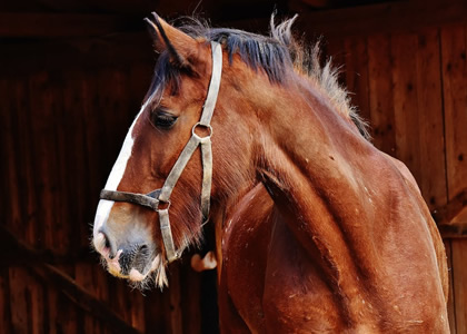 Mijn Paardenarts